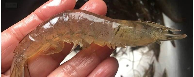 活虾能不能直接放冰箱 活虾要不要放冰箱保存