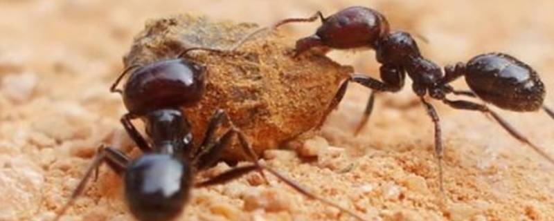 蚂蚁的触角像什么（蚂蚁的触角像什么形状）