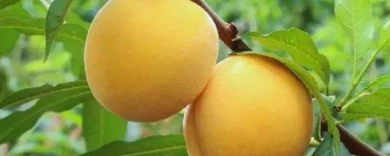 大量的黄桃怎样保存 黄桃如何保鲜储存