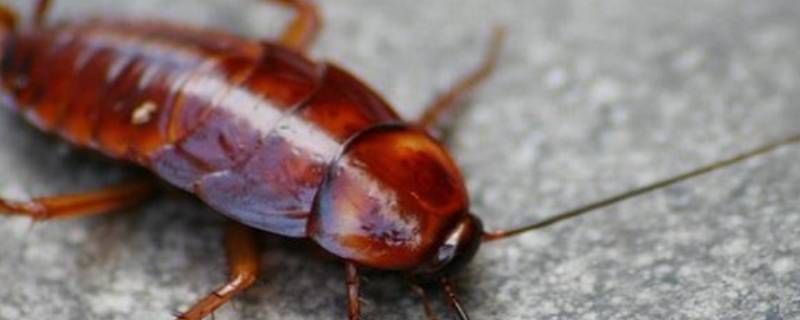 蟑螂是什么颜色的 蟑螂是什么颜色的?