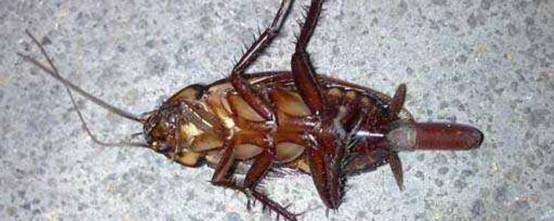 蟑螂吃了蟑螂药多久才会死 蟑螂吃过药多久会死