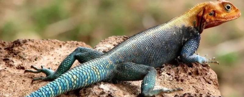 蓝色尾巴的蜥蜴叫什么（蓝绿色尾巴的蜥蜴）