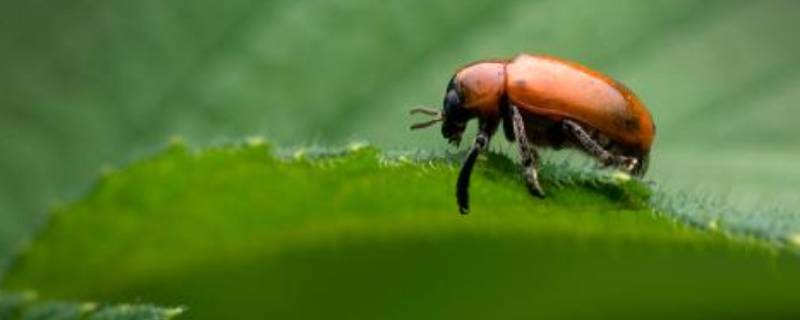 昆虫记昆虫的嗅觉概括 昆虫记昆虫的嗅觉概括内容
