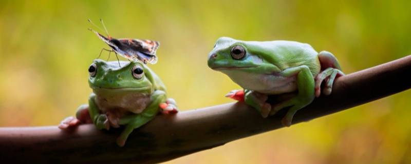 青蛙一天能捉多少害虫 一只青蛙一天能捉多少害虫