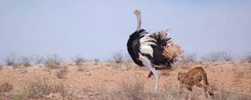 鸵鸟的速度（鸵鸟的速度是人类的速度几倍）