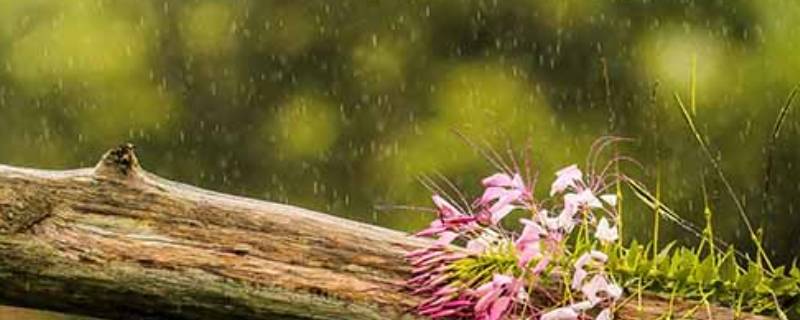 雨水量毫米是什么意思 一毫米雨量是什么雨