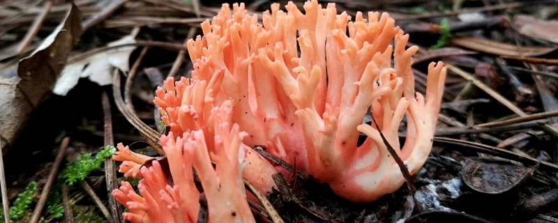 像珊瑚一样的菌菇是什么 像珊瑚一样的菌菇是什么特别硬