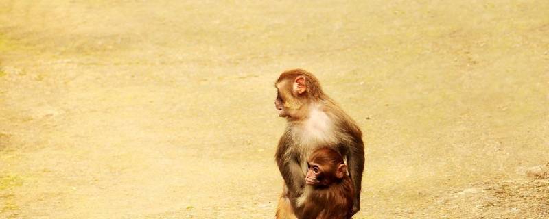 猴子是几级保护动物 普通猴子是几级保护动物