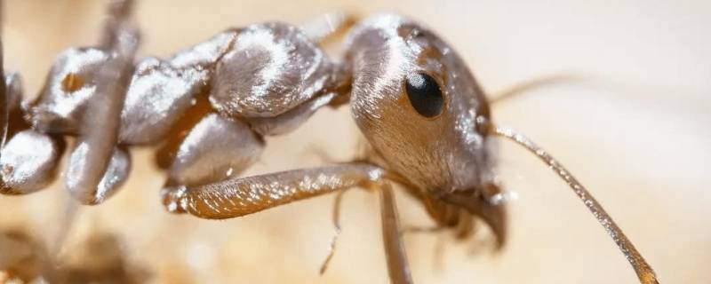 一厘米大的蚂蚁是什么蚂蚁（一毫米大小的蚂蚁是什么蚂蚁）
