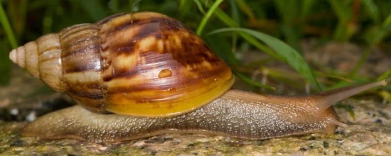 蜗牛是保护动物吗 蜗牛是有害动物