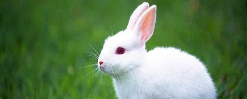 兔子是啮齿动物吗（兔子是啮齿目动物吗?）