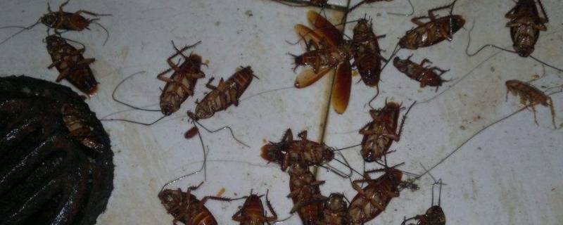 蟑螂有几个品种 蟑螂有几个品种,分别图片