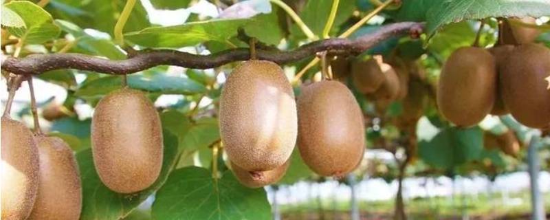猕猴桃的季节 猕猴桃的季节是什么时候成熟