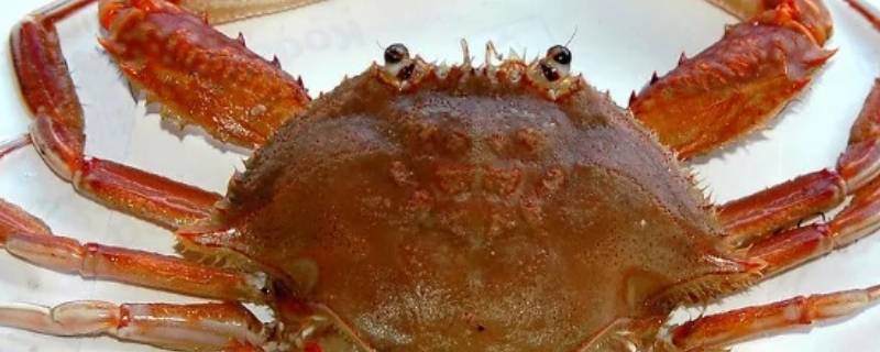 螃蟹产卵多久出小螃蟹 螃蟹产卵要多久