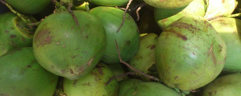 青椰子保存多久 青椰子保质期多久