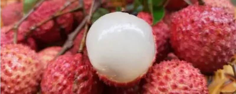 荔枝里的虫子是什么虫 荔枝上面的虫是什么虫
