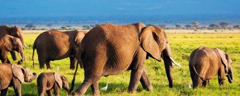 雄象为什么要离开象群 大象群体里面成年的雄象会离开吗