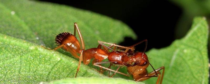 红蚂蚁是什么样子的（红蚂蚁是什么样子的图片）