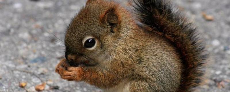小松鼠啃树皮的真正原因是什么（小松鼠啃树皮的真正原因是什么?）