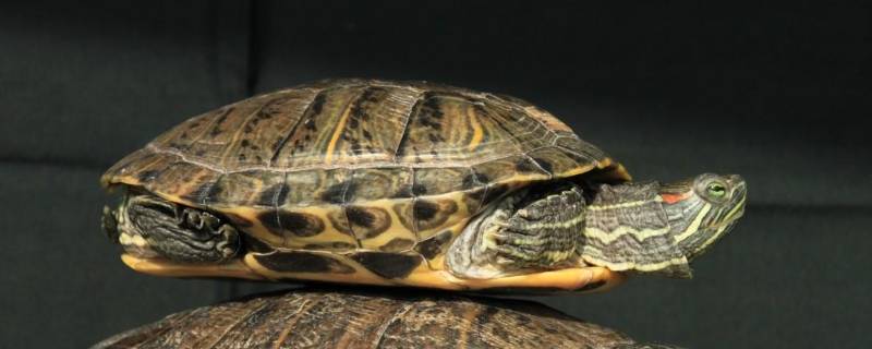 巴西龟的特点 巴西龟的特点介绍