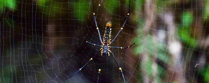 奇异盗蛛的特点 迷宫蛛和其他蜘蛛有什么不同之处