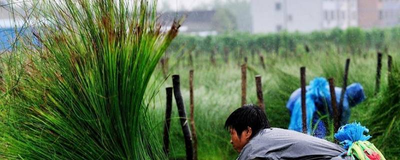 蔺草是什么草 蔺草和蒲草