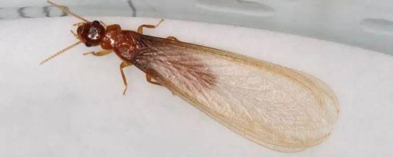 夏天家里的小飞虫是哪里来的 夏天家里飞的小虫子是什么