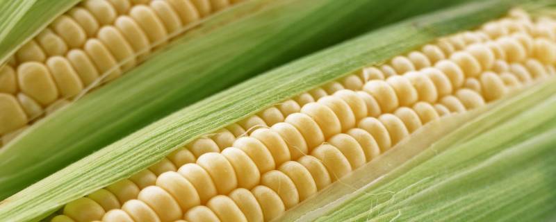 一颗玉米可以结几个玉米棒 一颗玉米能结几个玉米棒