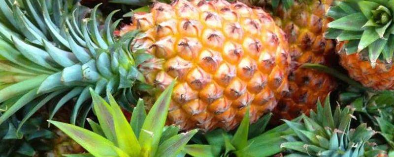 菠萝上的白色花状东西 菠萝上有白色的花