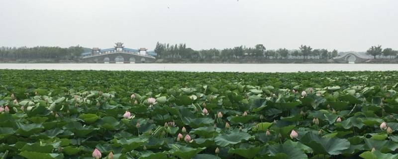 红岗区景点 红花岗区景点