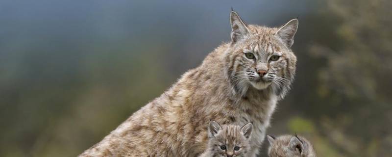 短尾猫的特点 英国短尾猫的特点