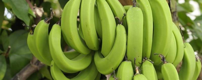 如何保存香蕉不易烂掉 怎样保鲜香蕉不烂