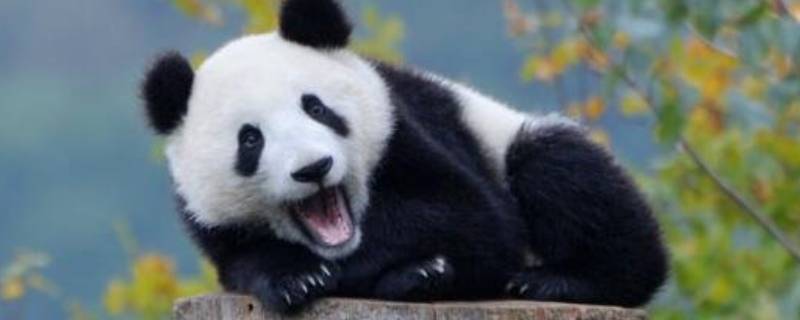 大熊猫被称为什么 大熊猫被称为什么?