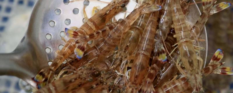 虾煮几分钟可以吃 小河虾煮几分钟可以吃