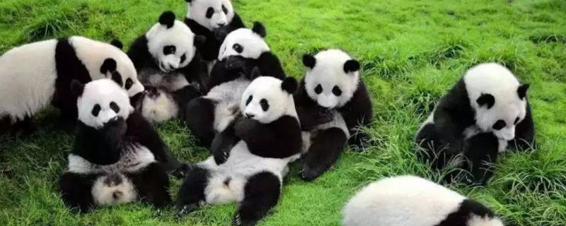 熊猫的名称有哪些 熊猫的名称有什么
