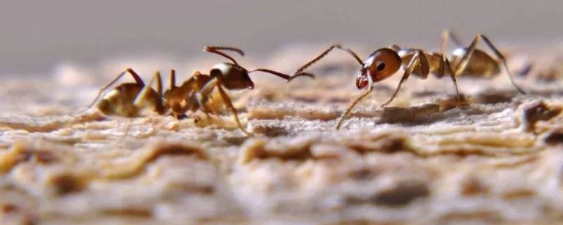 阿根廷蚂蚁的特点 阿根廷蚁的天敌是什么