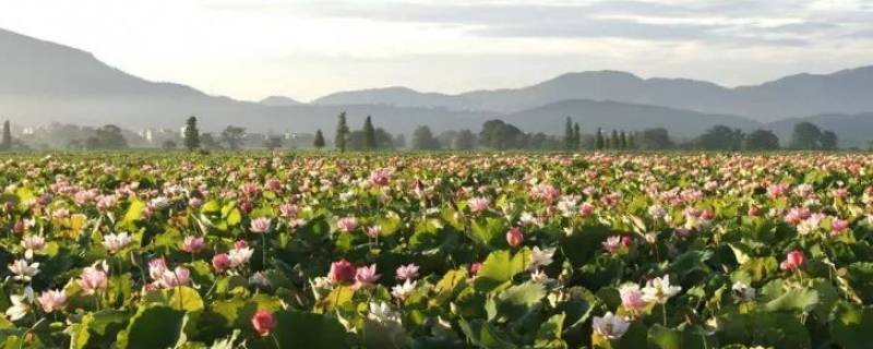 莲花县景点（莲花县风景名胜）