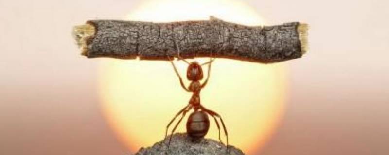 蚂蚁怕水吗 蚂蚁怕水吗?作文