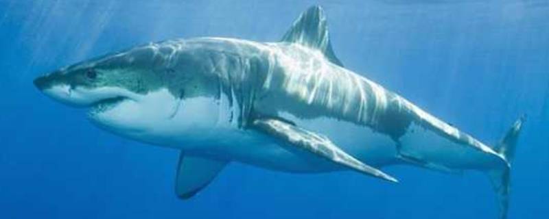 鲨鱼的特点 鲨鱼的特点和特征