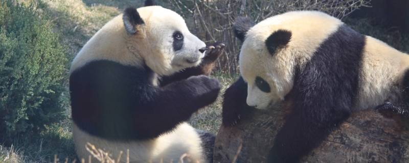 大熊猫的活动范围 国宝大熊猫的活动范围