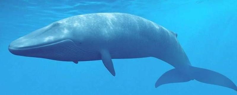 蓝鲸寿命 蓝鲸寿命200年