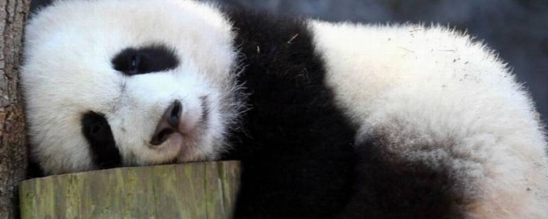 大熊猫死后国家是怎么处理的 大熊猫在国外死了咋办