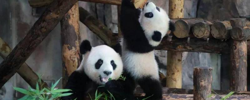 大熊猫濒危原因 大熊猫濒危原因以及拯救该物种的建议
