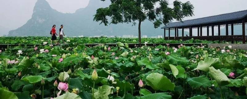 曹县景点（曹县景点哪里有好玩的）