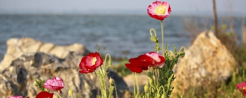 小池描写的是哪个季节 小池描写的是哪个季节什么地方的景色