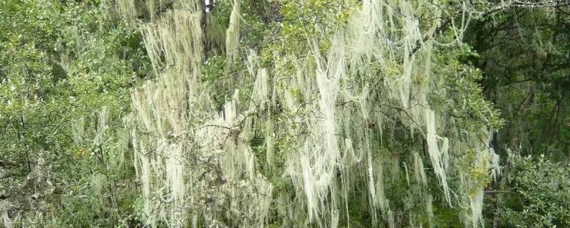 松萝是生物吗 水绵是生物吗为什么