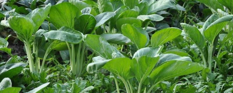 青菜放冰箱可以存放几天（青菜放冰箱可以存放几天有害吗）