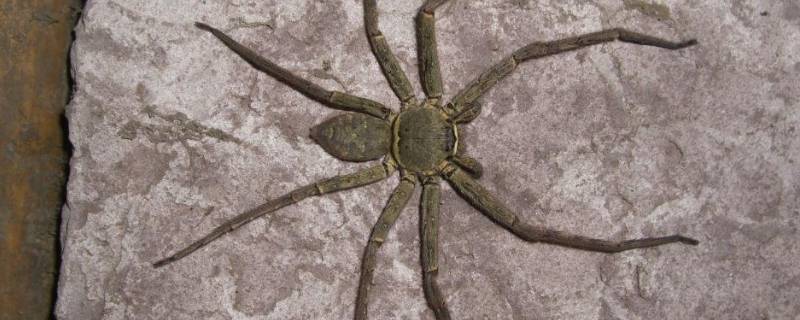 巨蟹蛛的特点 常见巨蟹蛛