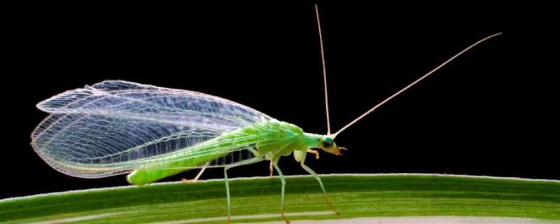 绿色的小飞虫是什么东西怎么办 绿色的小飞虫是什么虫子