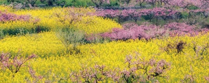 春游适合带什么食物 春游可以带什么美食